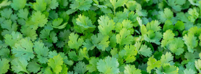 Tee mit Koriander selber machen