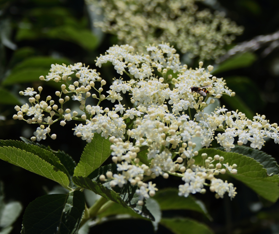 Weißer Tee mit Holunderblüten Rezepte