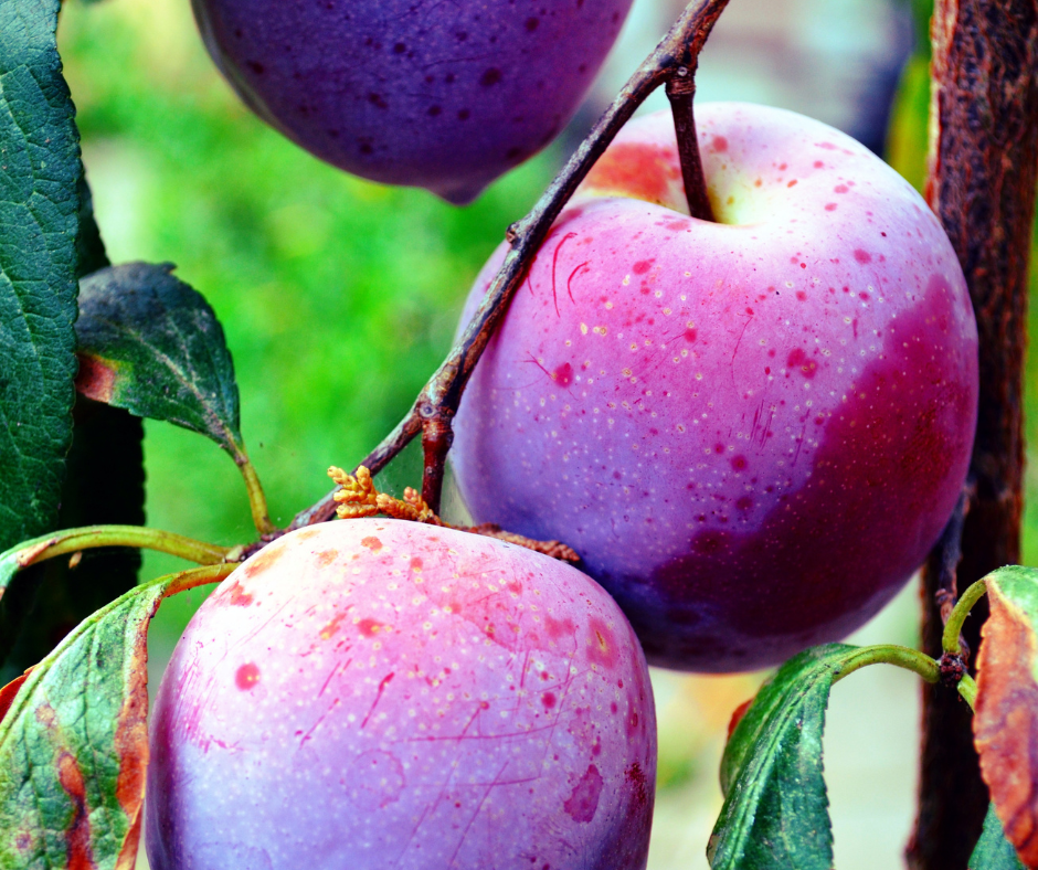 Pflaumentee mit Zimt selber machen – Roberts Teehaus Pflaumentee mit Zimt selber machen – Roberts Teehaus