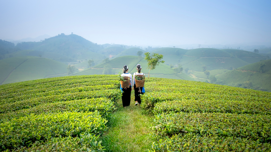 Tee aus Vietnam und vietnamesische Teekultur
