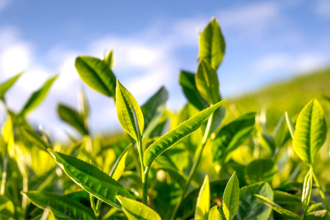 Teeanbau in Europa