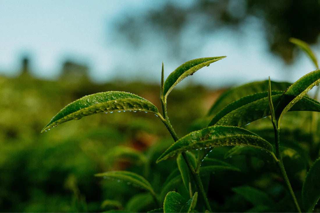 Wo wird grüner Tee angebaut?